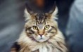 /album/maine-coon-mainska-myvalia/images-1-jpg/